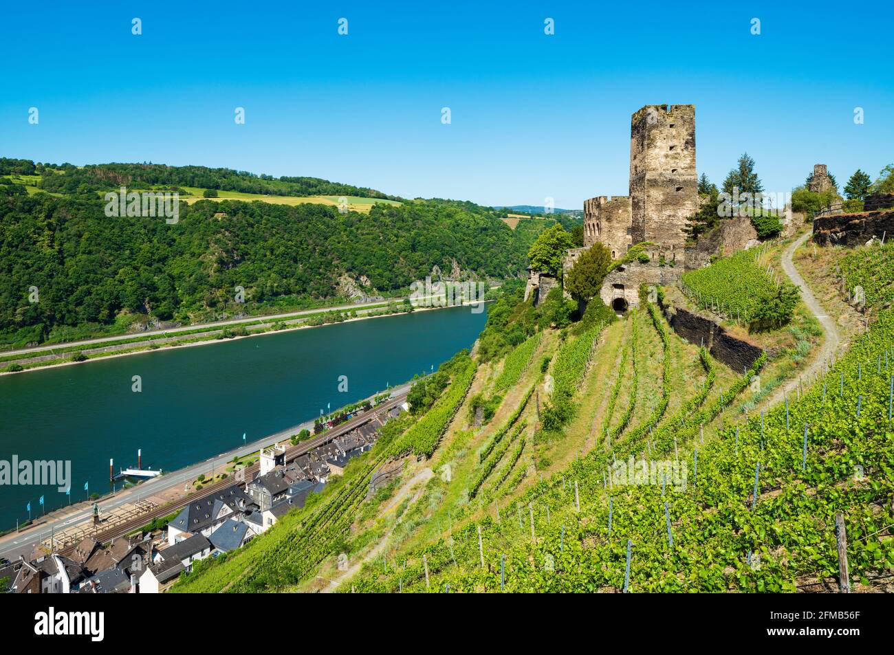 Germania, Renania-Palatinato, Kaub, Patrimonio dell'Umanità Valle del Medio Reno superiore, vista sul vigneto al castello di Gutenfels sul Reno, dietro Kaub Foto Stock