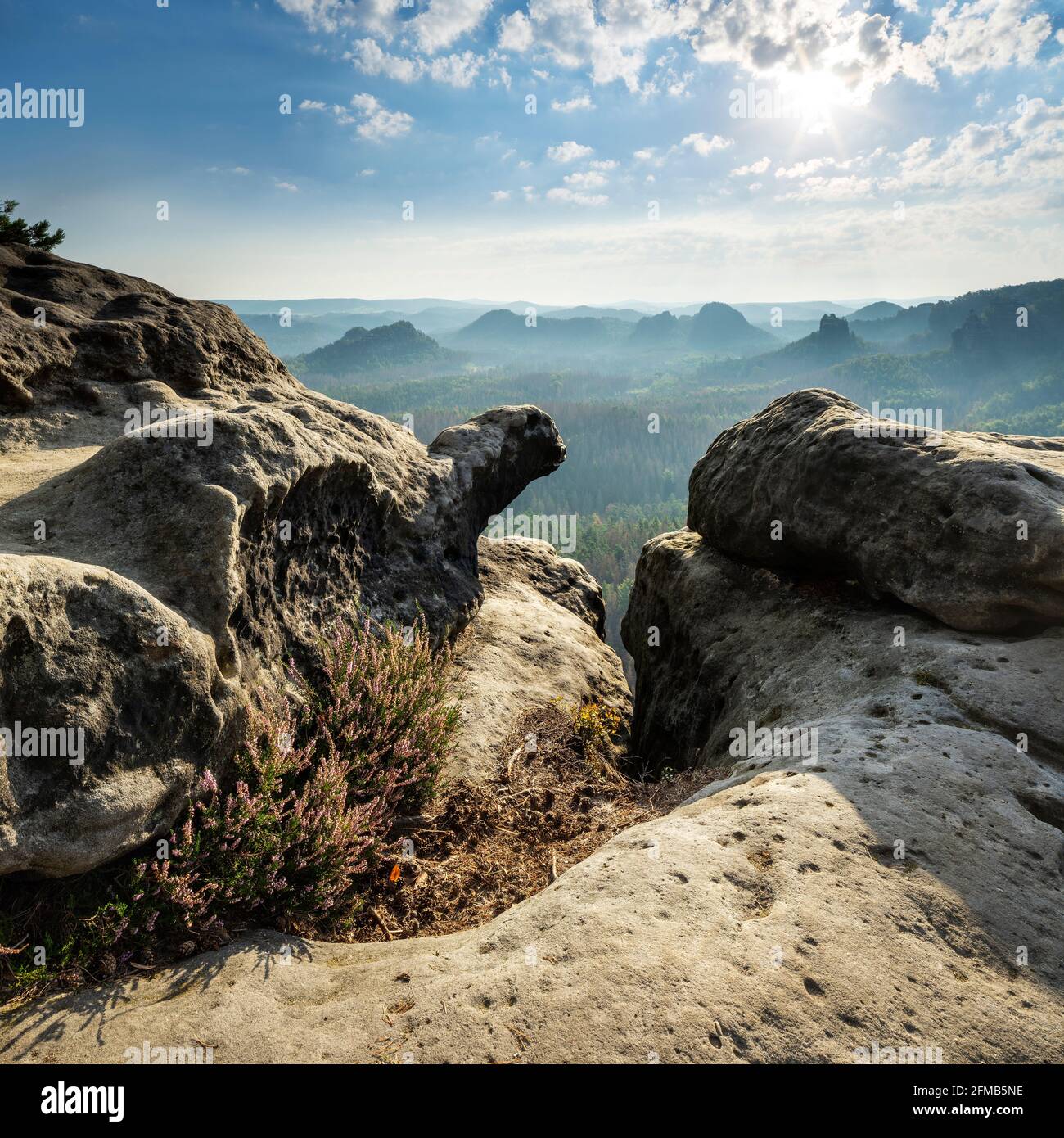 Germania, Sassonia, montagne di arenaria dell'Elba, Parco Nazionale della Svizzera sassone, vista sul Kleiner Zschand con erica in fiore e fessura alla luce del mattino Foto Stock