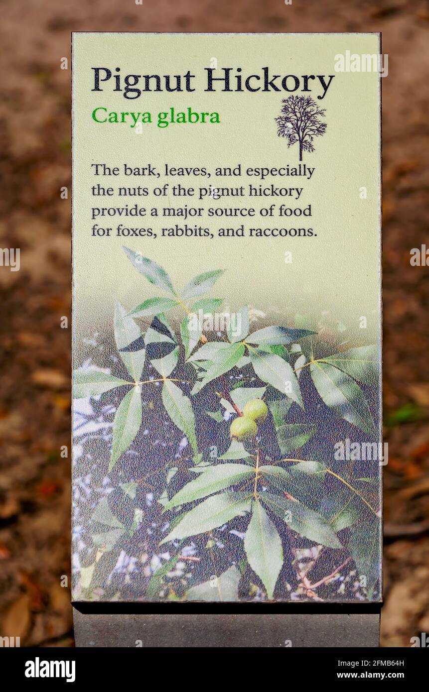Un cartello fornisce informazioni su Pignut Hickory Trees a Gulf Islands National Seashore, 1 maggio 2021, in Ocean Springs, Mississippi. Foto Stock