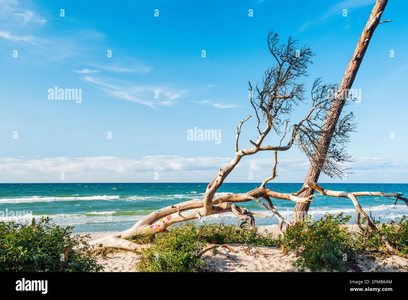 Tronco d'albero dipinto sulla spiaggia occidentale, dietro il Mar Baltico, la penisola di Darß, Fischland-Darß-Zingst, Parco Nazionale della Laguna di Pomerania Occidentale, Meclemburgo-Pomerania Occidentale, Germania Foto Stock