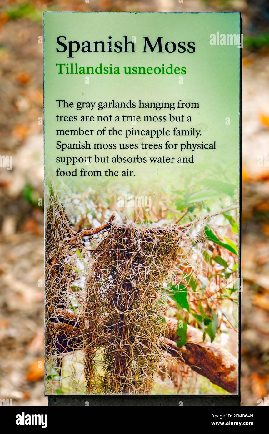 Un cartello fornisce informazioni su Moss Spagnolo a Gulf Islands National Seashore, 1 maggio 2021, in Ocean Springs, Mississippi. Foto Stock