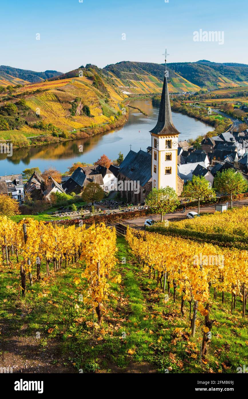 Germania, Renania-Palatinato, Bremm (Mosel), vista nella valle della Mosella con il villaggio viticolo Bremm sulla Mosella con la chiesa Sankt Laurentius Foto Stock
