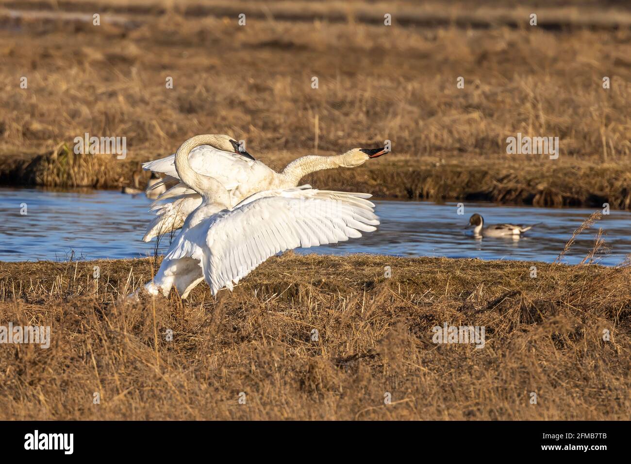 Trumpeter Swan coppia in Alaska Foto Stock