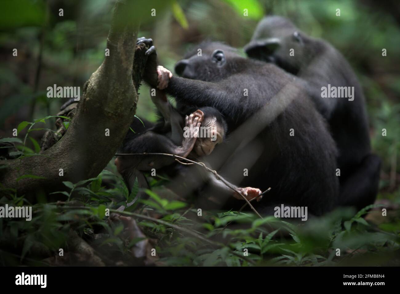 Macachi crestati (Macaca nigra) con una prole nella Riserva Naturale di Tangkoko, Sulawesi del Nord, Indonesia. Periodo di svezzamento di un infante macaque crestato--da 5 mesi di età fino a 1-anno di età--è la prima fase di vita in cui la mortalità infantile è la più alta. Gli scienziati primati del progetto Macaca Nigra hanno osservato che '17 dei 78 bambini (22%) sono scomparsi nel loro primo anno di vita. Otto di questi 17 neonati sono stati trovati con grandi ferite da puntura." Foto Stock