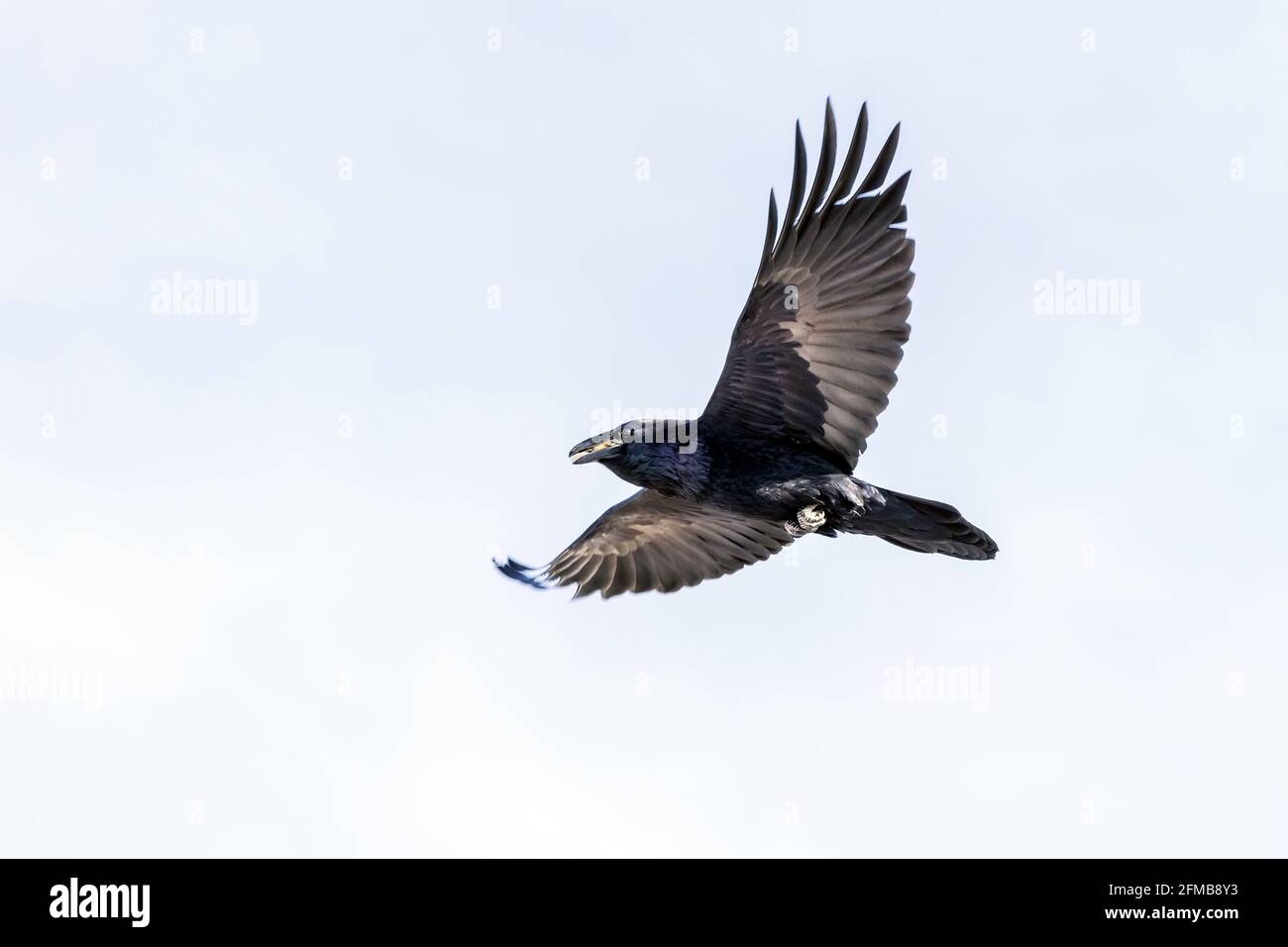 Un Raven comune in volo Foto Stock