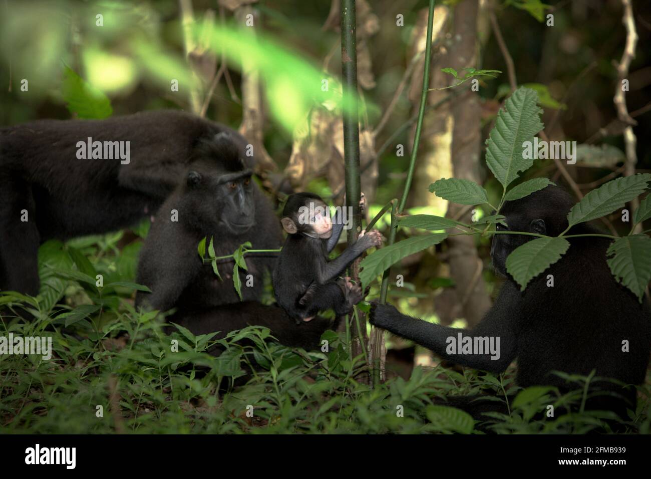 Baby of Crested macaque (Macaca nigra) giocando sotto la cura dei genitori nella Riserva Naturale di Tangkoko, Nord Sulawesi, Indonesia. Gli scienziati primati del progetto Macaca Nigra hanno osservato che il periodo di svezzamento di un neonato macaco crestato inizia a 5 mesi di età e di solito si completa a circa 1 anno di età: È la prima fase della vita in cui la mortalità infantile è la più alta. Il rapporto afferma anche che "i gruppi di macachi crestati con più femmine adulte sono meglio in grado di difendere le risorse (alimentari) contro altri gruppi", uno dei fattori che determinano la possibilità di sopravvivenza. Foto Stock