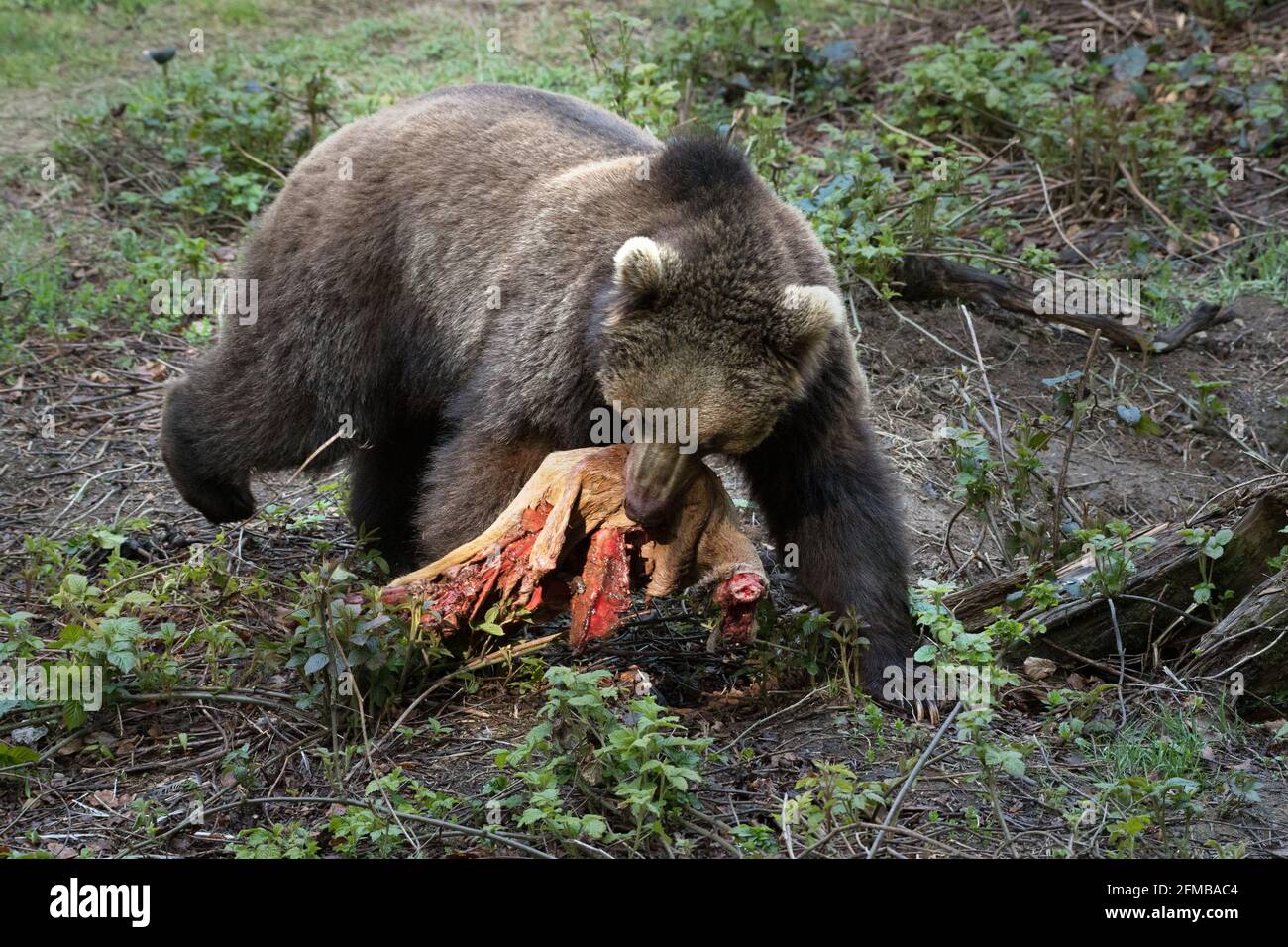 Orso bruno con cervo morto Foto Stock