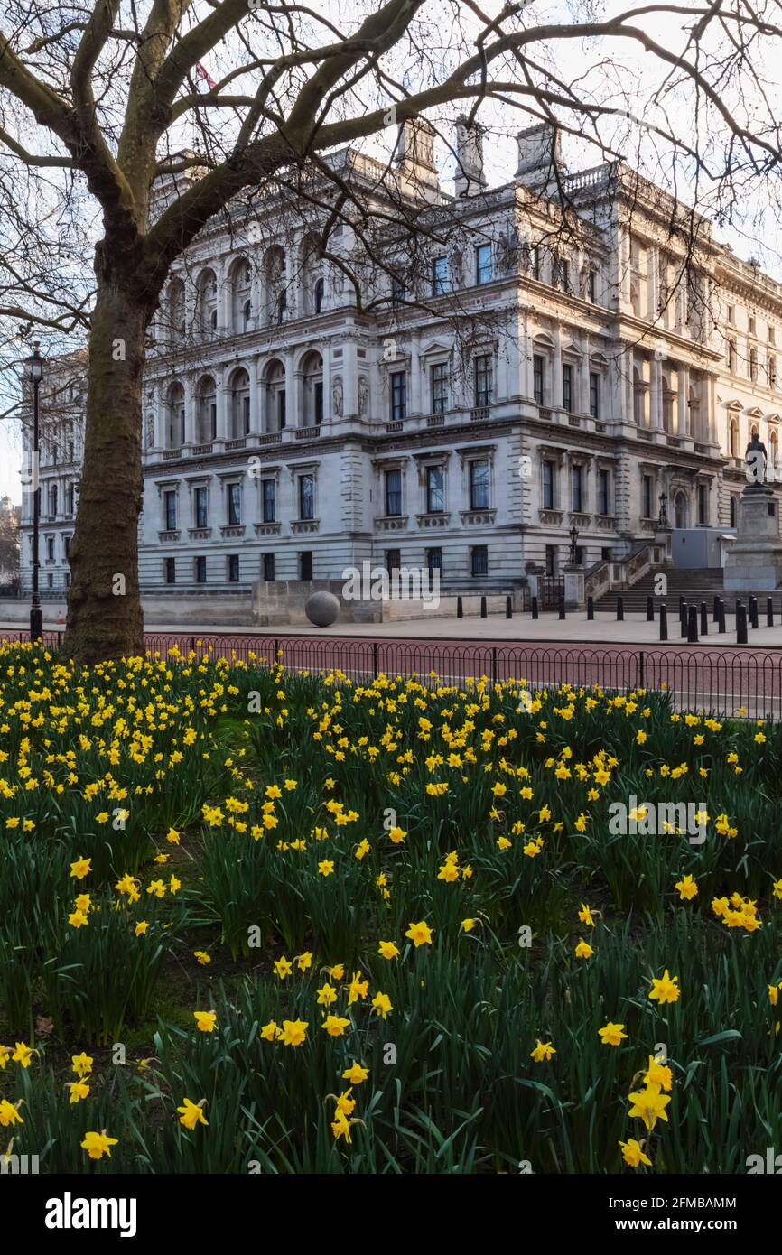 Inghilterra, Londra, Westminster, Whitehall, St.James's Park e ufficio straniero e del Commonwealth con Daffodils in primavera Foto Stock