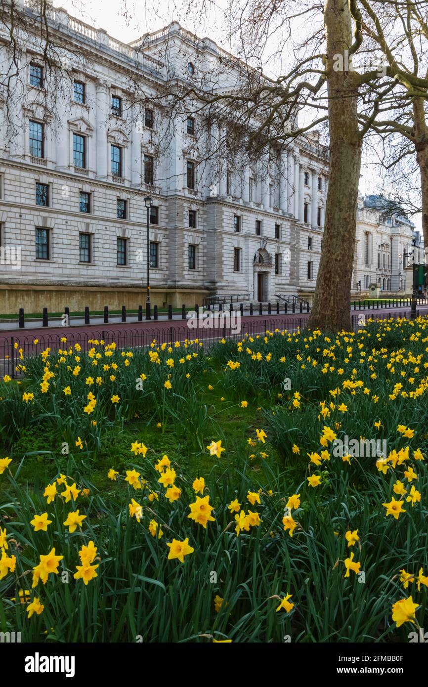 Inghilterra, Londra, Westminster, Whitehall, St.James's Park e HM Treasury Building con Daffodils in primavera Foto Stock