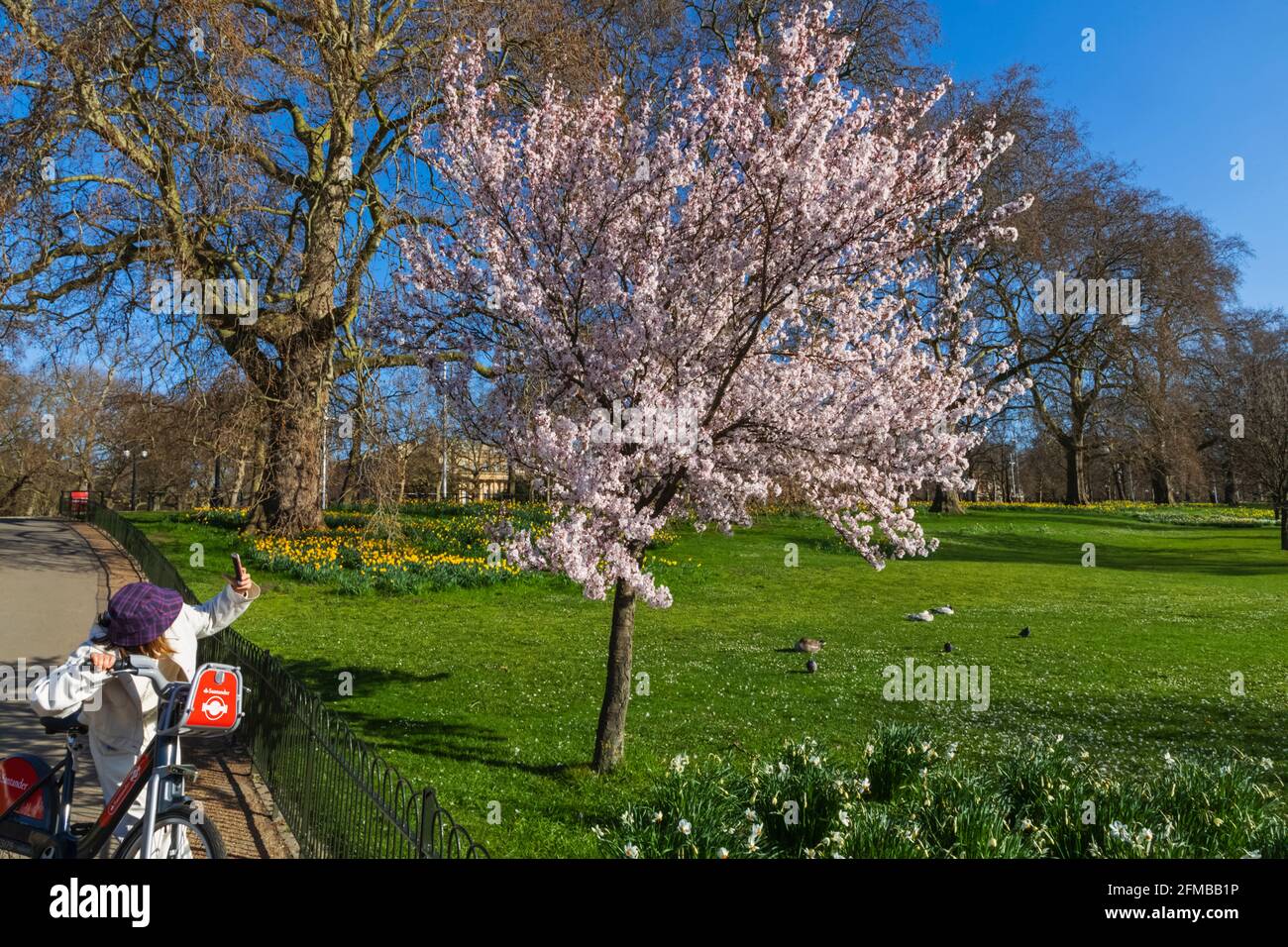 Inghilterra, Londra, Westminster, St.James's Park, alberi con fiore primaverile Foto Stock