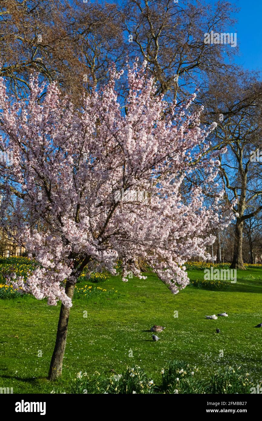 Inghilterra, Londra, Westminster, St.James's Park, alberi con fiore primaverile Foto Stock