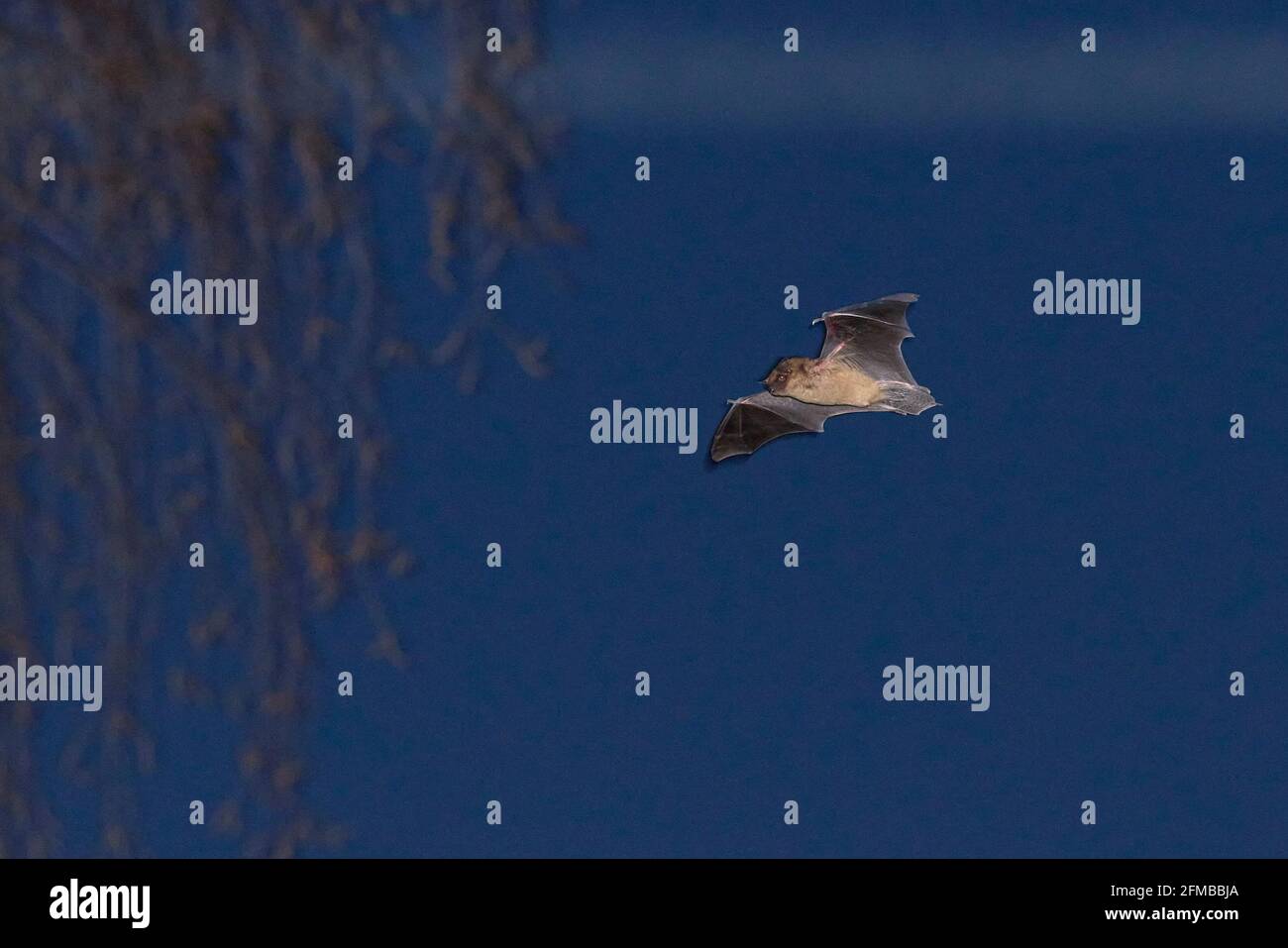 Pipistrelli, ad ali larghe, in volo, Eptesicus serotinus Foto Stock