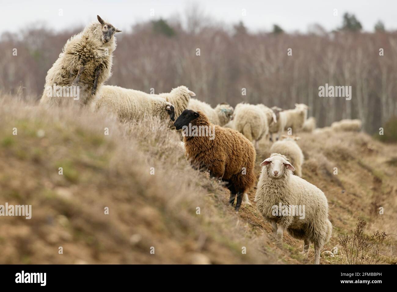 Pecora, salto, romp Foto Stock