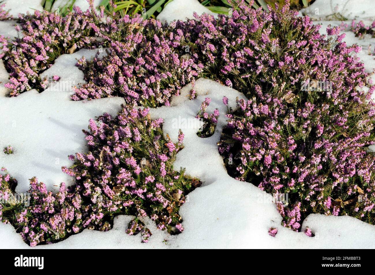 Erica di neve Erica carnea fiorisce dalla neve dentro il giardino d'inverno Foto Stock