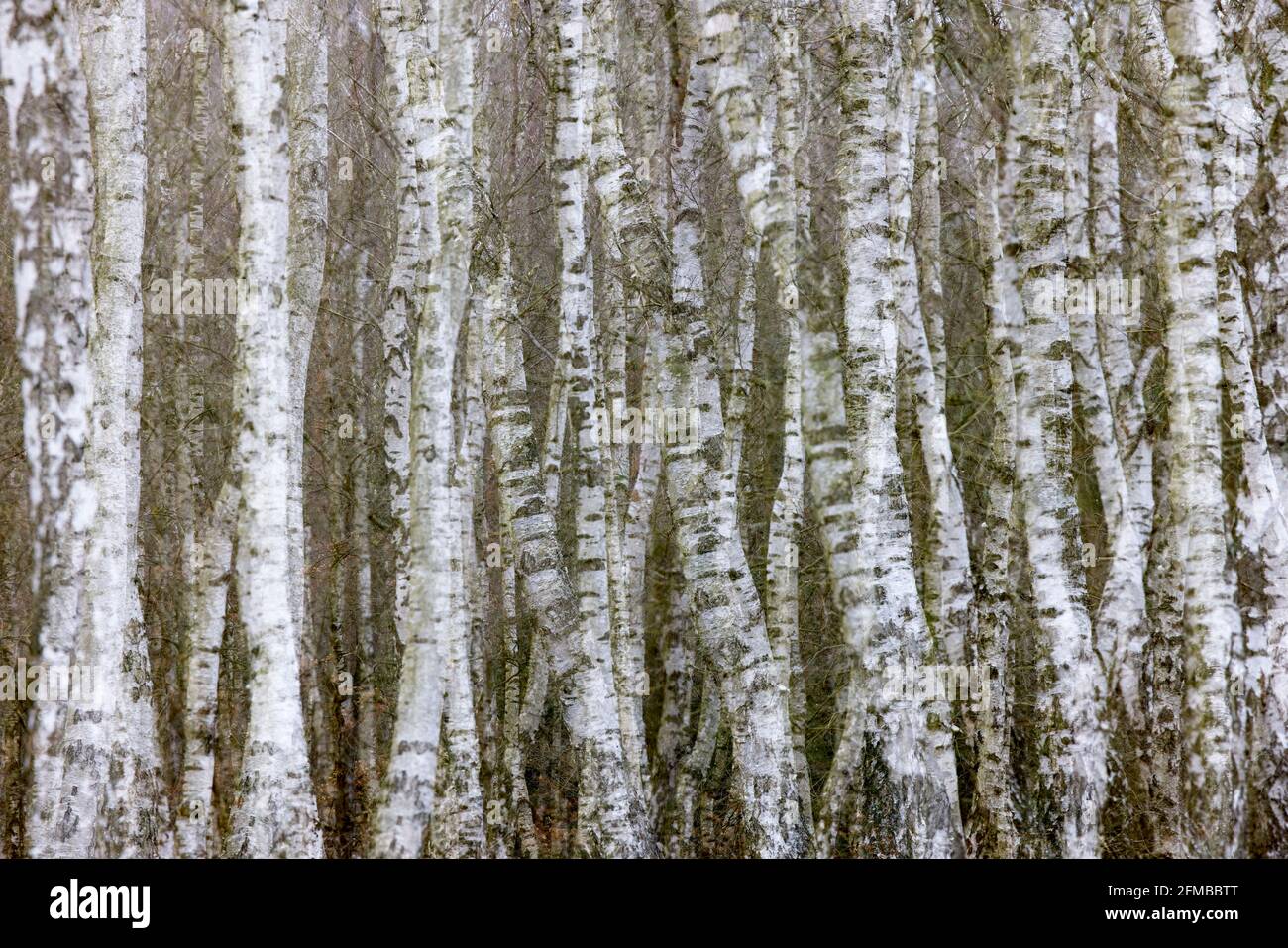 Tronchi di betulla, esposizione multipla Foto Stock