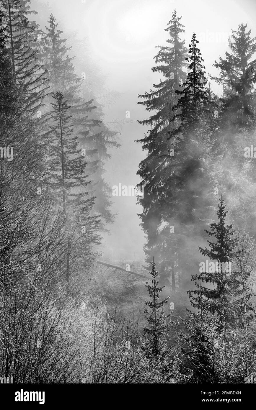 Francia, alta Savoia, Alpi, alberi congelati Foto Stock