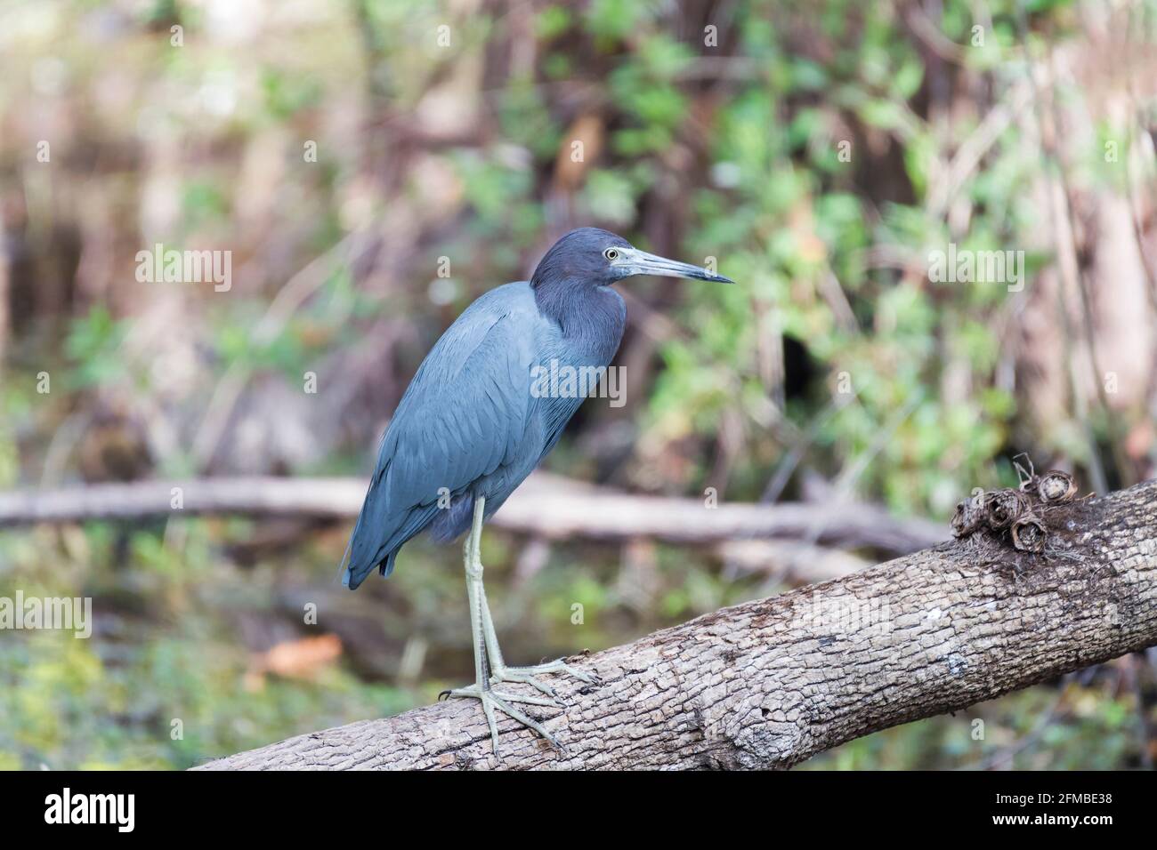 Piccolo airone blu (Egretta caerulea) che percuota su un albero caduto. Big Cypress National Preserve. Florida. STATI UNITI Foto Stock