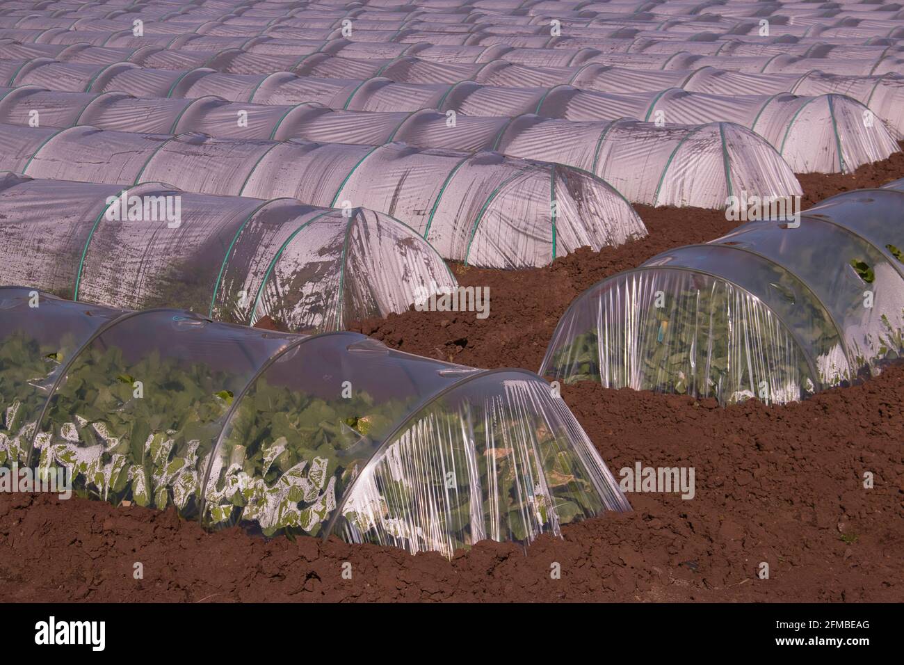 Verdure verdi frondosi che crescono in gallerie di tela di plastica Foto Stock