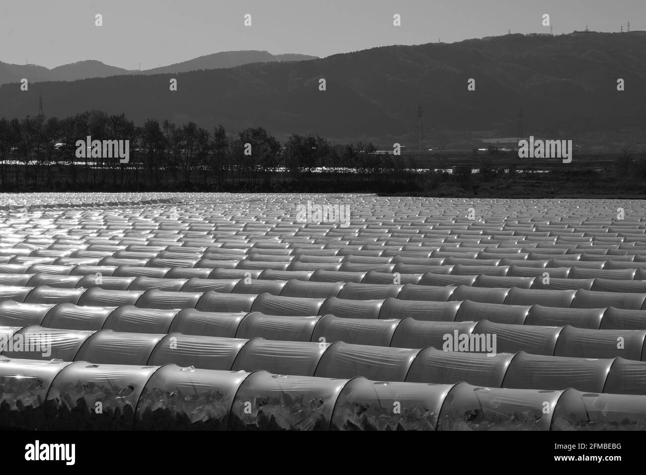 Le gallerie in plastica del paesaggio primaverile coprono i campi Foto Stock