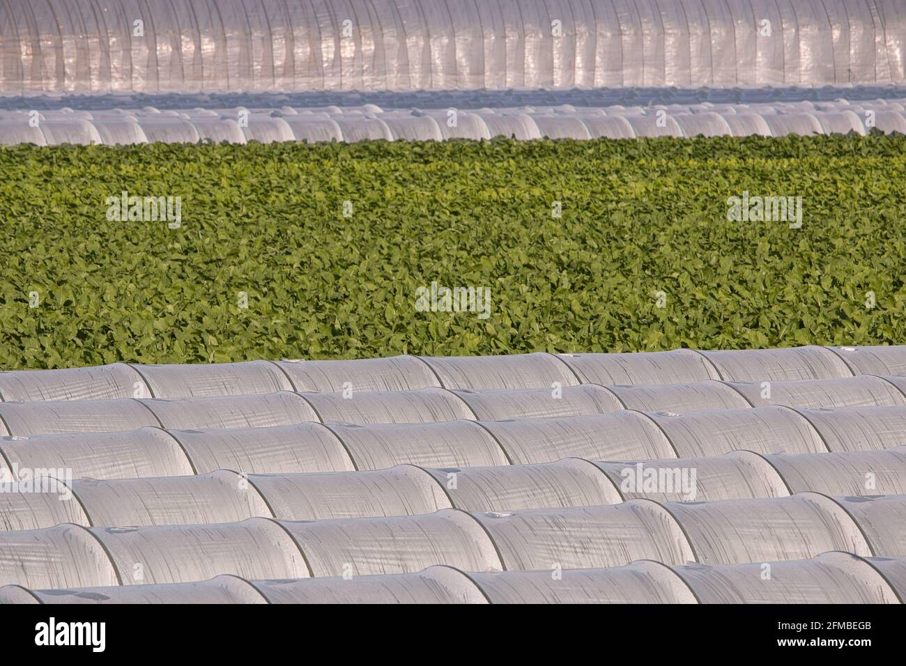 Verdure verdi frondose che crescono in grandi e piccole gallerie di poly Foto Stock