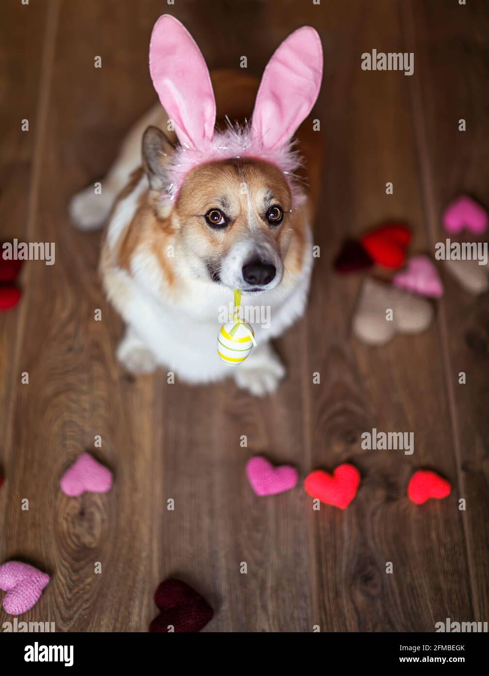 -holiday portrait cane cucciolo corgi in orecchie di coniglio rosa con Un uovo dipinto di Pasqua Foto Stock