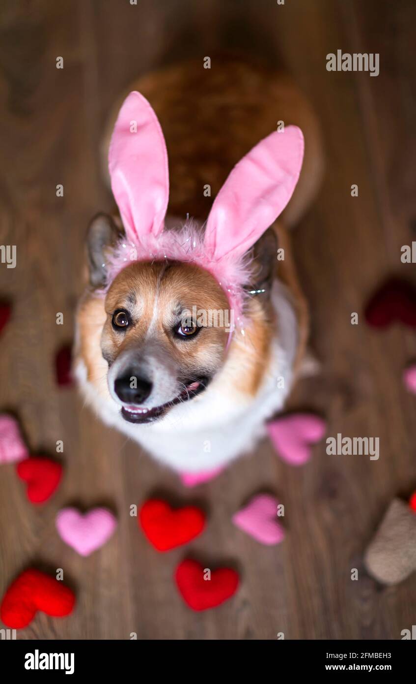 festoso ritratto di pasqua cucciolo di cani di corgi in orecchie di coniglio rosa Foto Stock