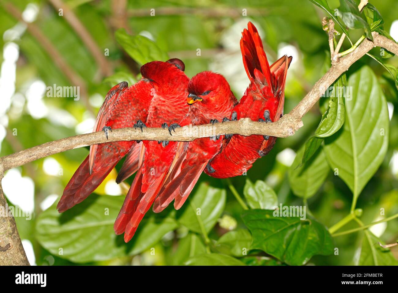 Il cardinale Lories si preparano a vicenda, Pseudeos cardinalis, Calcopsitta cardinalis. Quattro uccelli selvatici fotografati a Uepi, Isole Salomone. Foto Stock