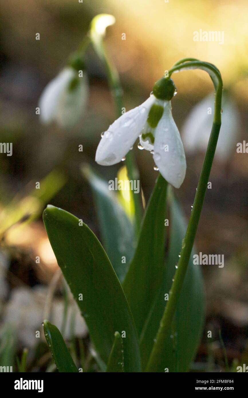 Fiore di Snowdrop, (Galanthus nivalis), sfondo scuro morbido, Finlandia Foto Stock