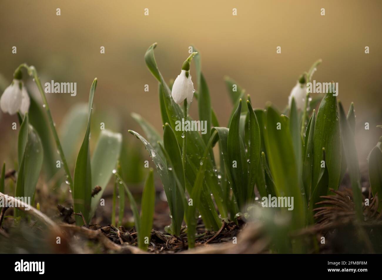 Fiori di Snowdrop, (Galanthus nivalis), sfondo scuro morbido, Finlandia Foto Stock