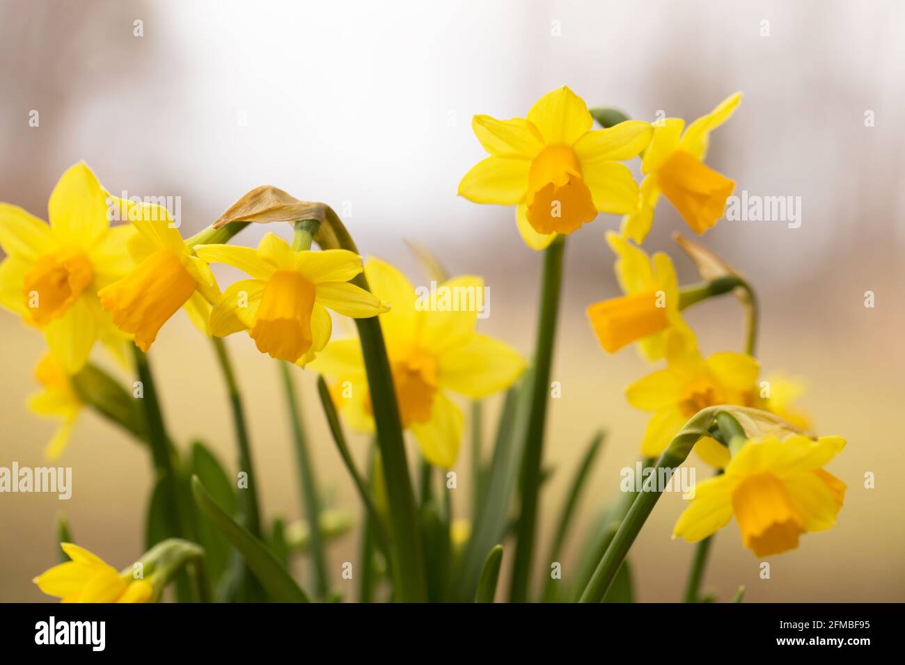 Mini Daffodils gialli, morbido sfondo naturale Foto Stock