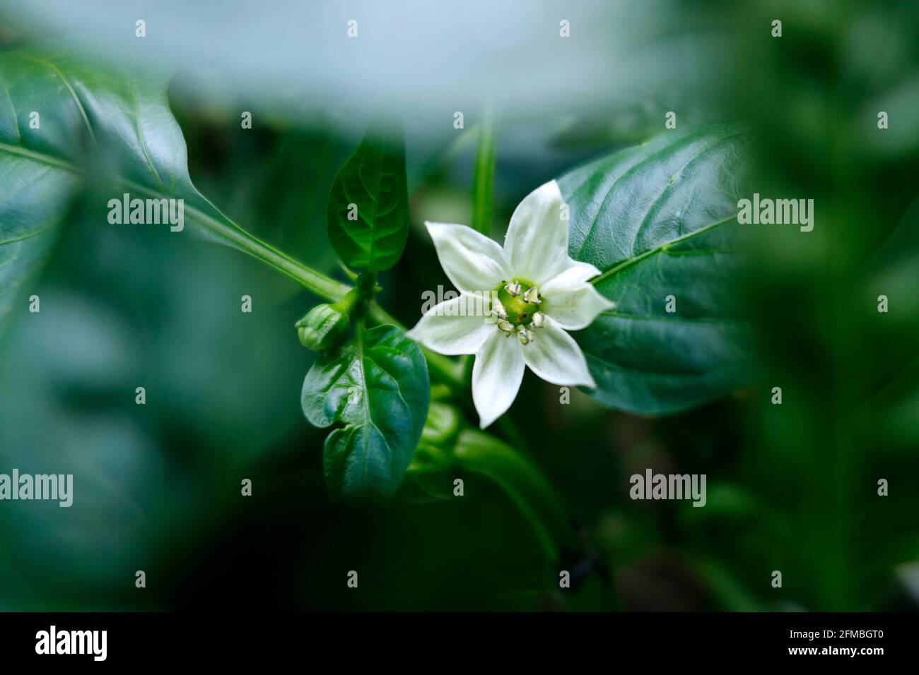 Piante da giardino e crescita Foto Stock