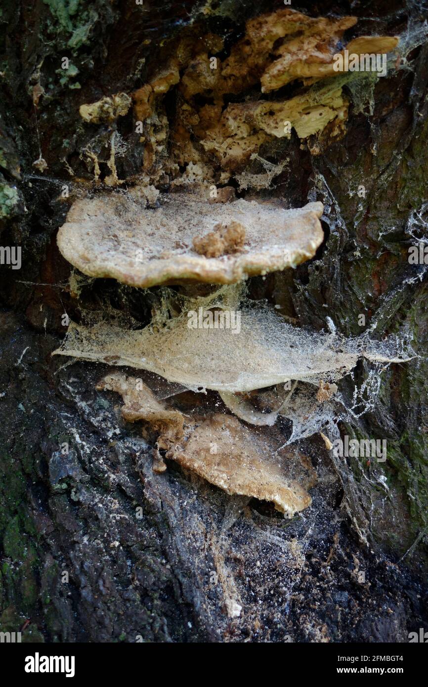 Albero fungo con ragno web Foto Stock