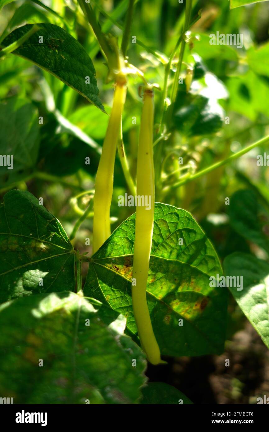 Piante da giardino, fagioli di cera Foto Stock