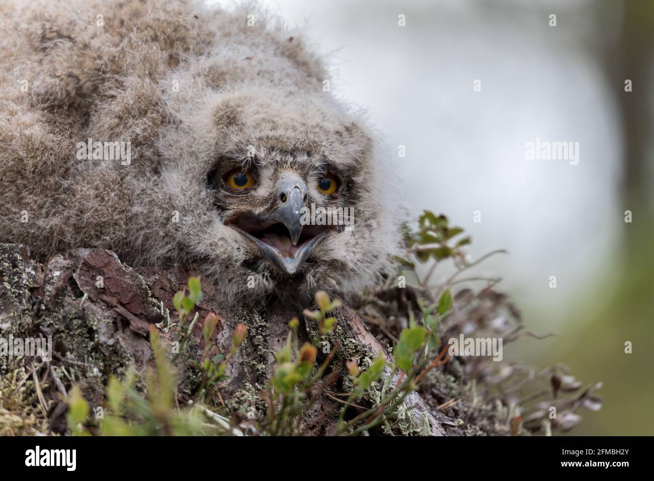 Un giovane gufo di aquila sta aspettando la madre. Foto Stock