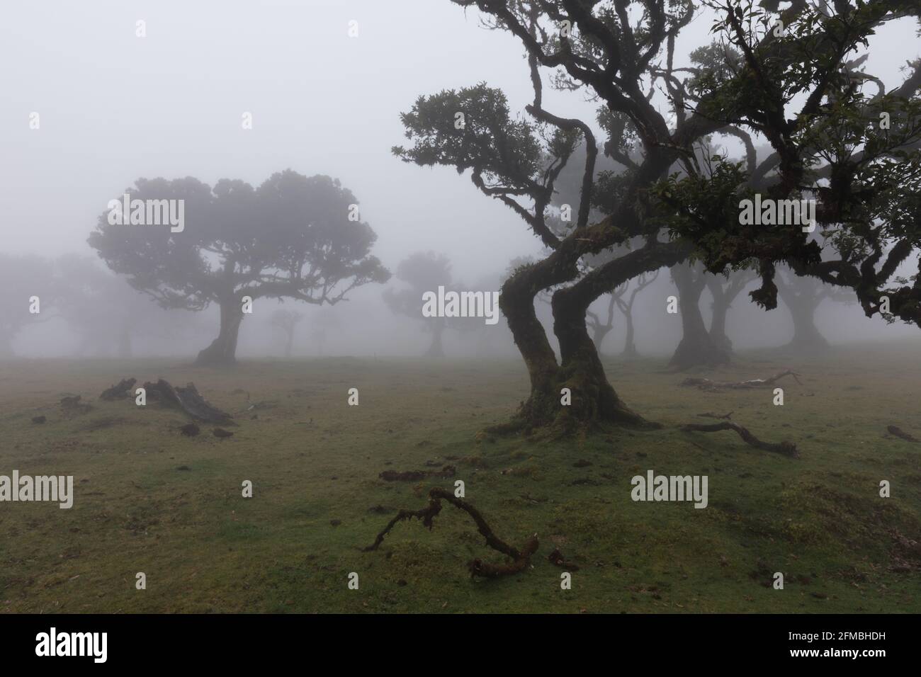 Gli antichi alberi di alloro di Fanal a Madeira. Foto Stock