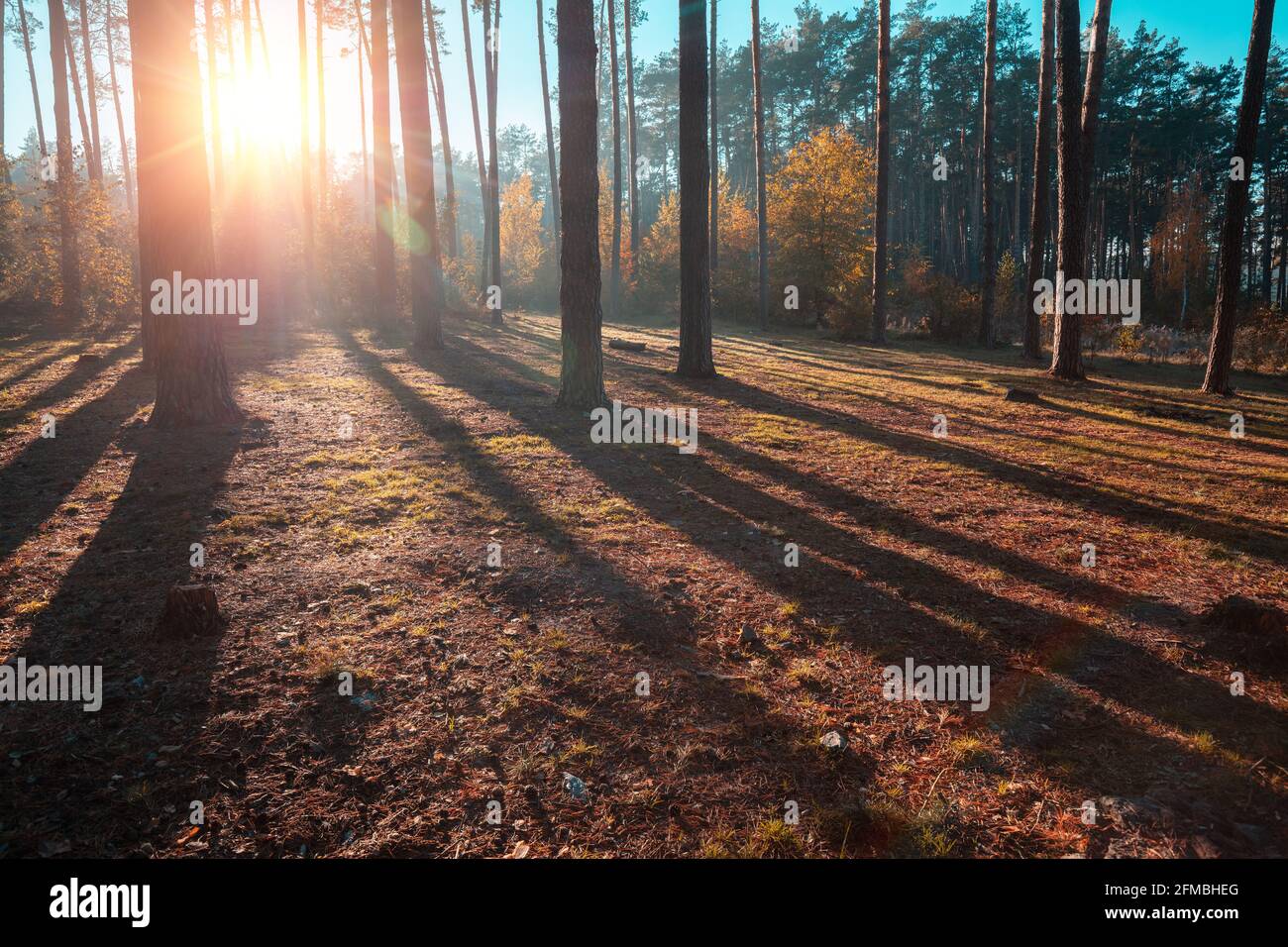 Bella pineta in un primo autunno mattina. Alba nella foresta Foto Stock