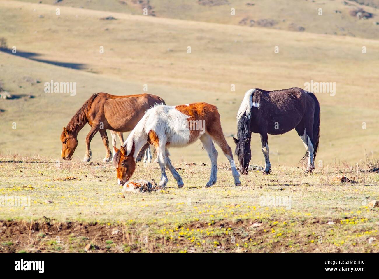 diversi cavalli di diversi colori e razze pascolano e si appiattiscono sul prato primaverile in pietra, tra le alte montagne mangiano erba fresca Foto Stock