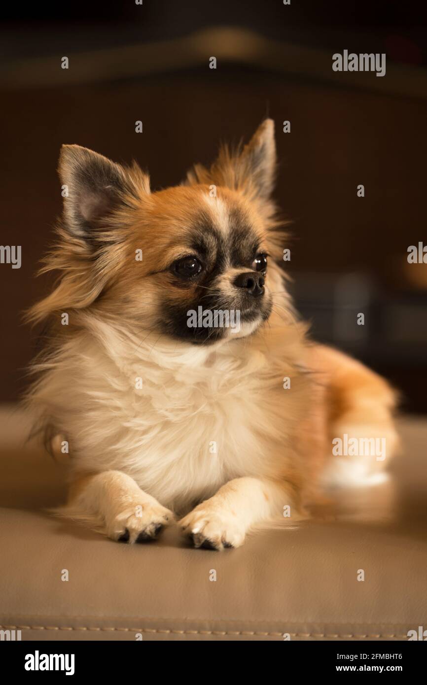 Chihuahua, giovane maschio dai capelli lunghi Foto Stock