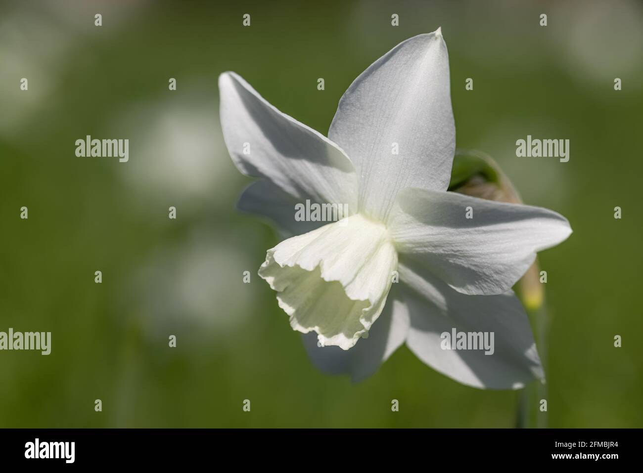 Narciso bianco Foto Stock