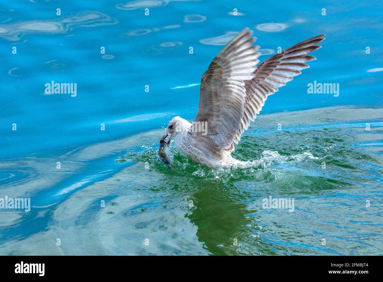 Schleswig-Holstein, costa baltica, gabbiano con pesce, Foto Stock