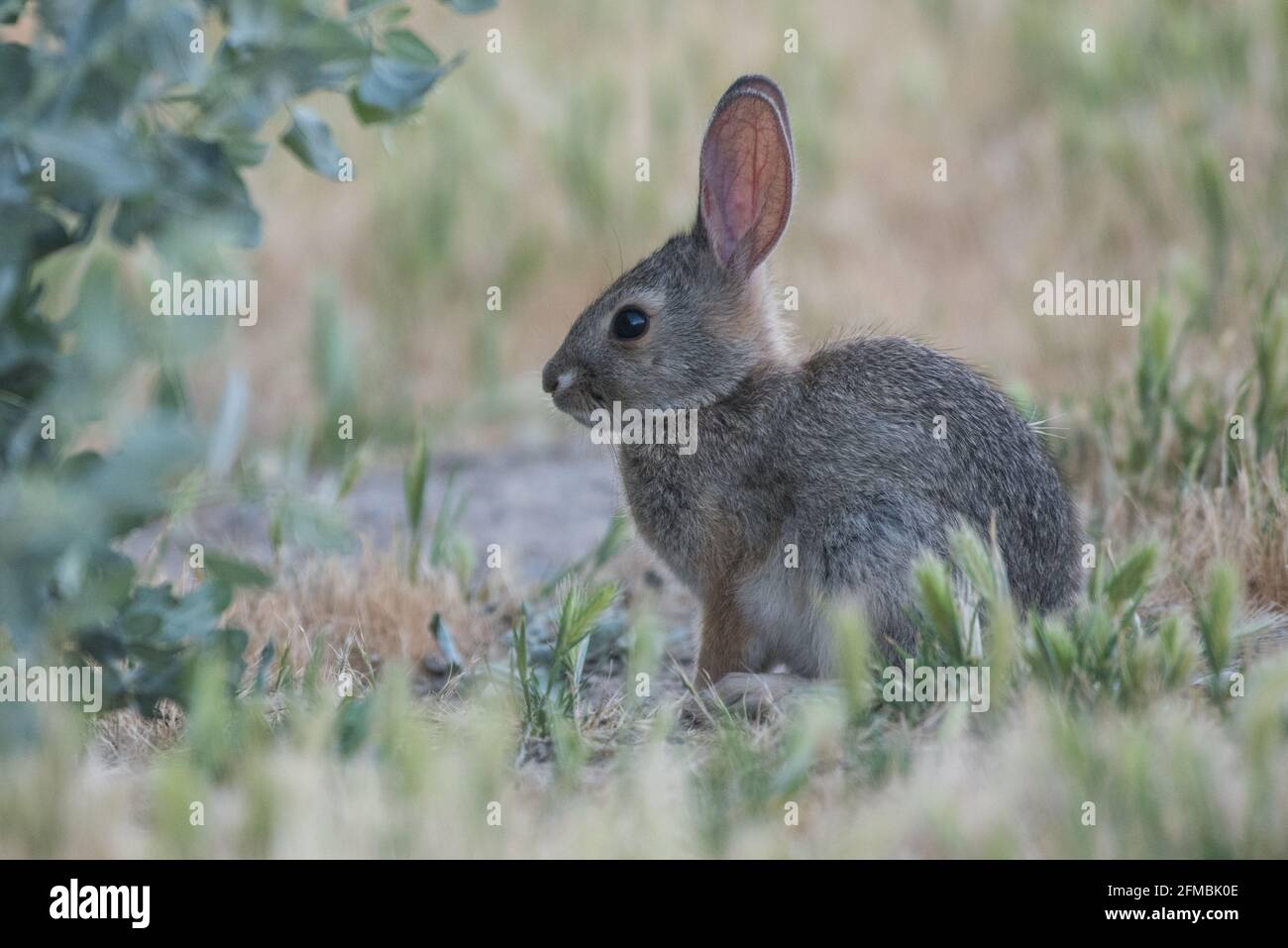 Il coniglio di pennello ripariano (Sylvilagus bachmani riparius) una sottospecie minacciata e minacciata endemica della California. Foto Stock