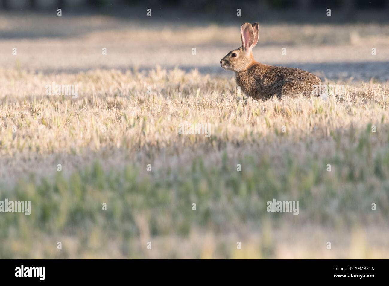 Un coniglio di cotoncoda del deserto (sylvilagus audubonii) della regione di Vernalis, California, nella contea di Stanislaus. Foto Stock