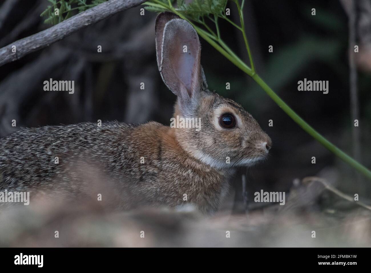 Un coniglio di cotoncoda del deserto (sylvilagus audubonii) della regione di Vernalis, California, nella contea di Stanislaus. Foto Stock