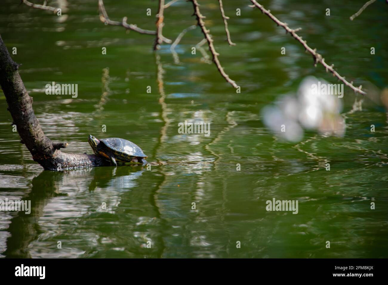 Una tartaruga di Terrapin rossa allo stagno Foto Stock
