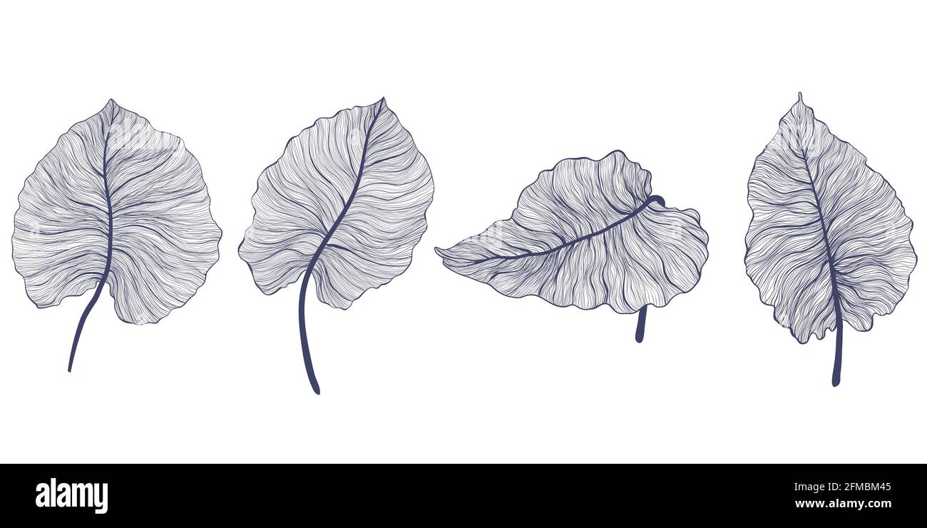 Collezione vettoriale a foglia di monstera tropicale in stile lineare moderno. Pacchetto di foglie esotiche estive disegnate a mano. Foglie di filodendro impostate nel design del contorno. È Illustrazione Vettoriale