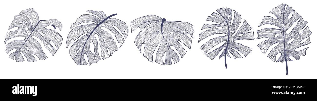 Collezione vettoriale a foglia di monstera tropicale in stile lineare moderno. Pacchetto di foglie esotiche estive disegnate a mano. Foglie di filodendro impostate nel design del contorno. È Illustrazione Vettoriale