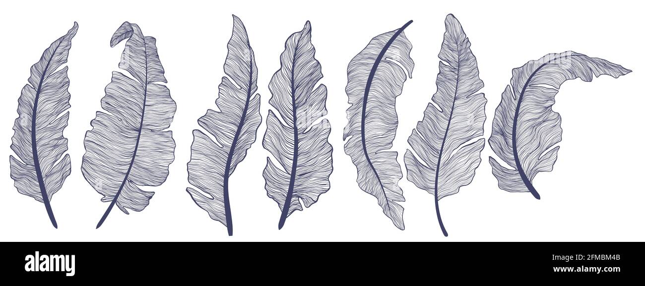 Collezione di foglie di banana in stile lineare. Set minimalista e alla moda di foglie di palma tropicali. Illustrazioni vettoriali di piante esotiche foglie isolare Illustrazione Vettoriale