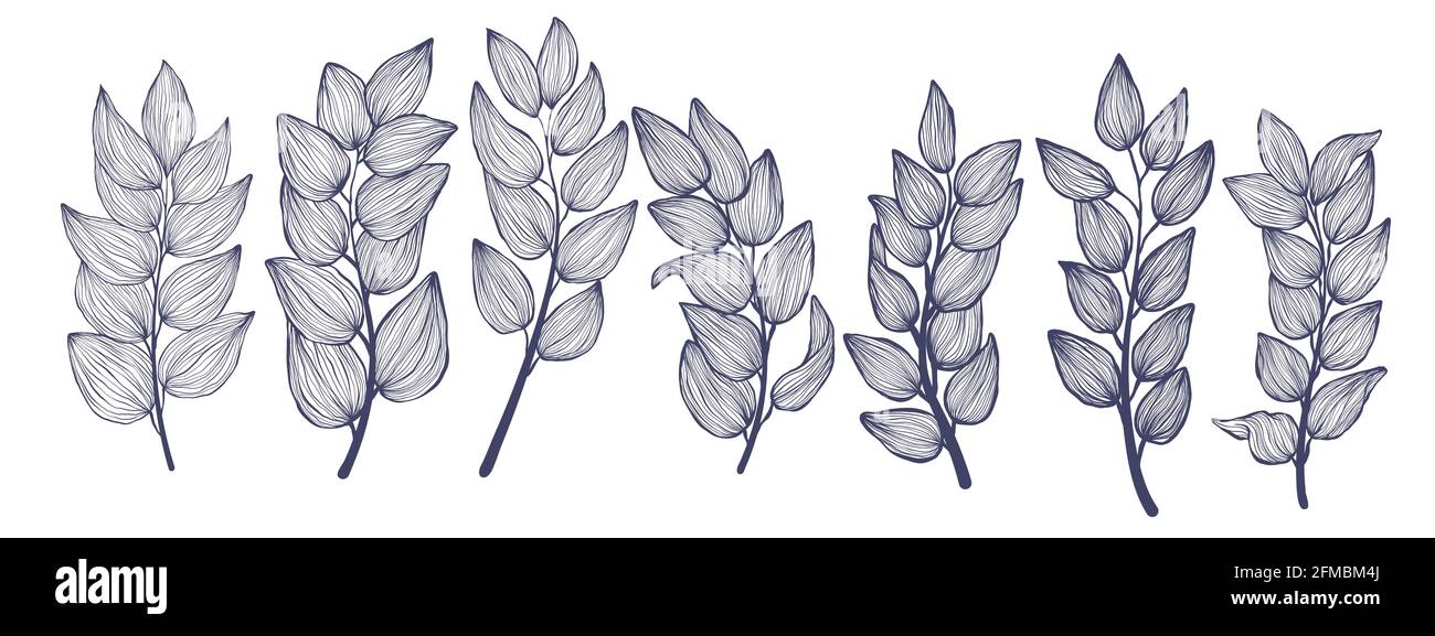 Pacchetto di brunch tropicale con foglie in stile lineare. Foglia esotica disegnata a mano in una collezione di stile alla moda. Foglie tropiche minimalistiche vettore illustrati Illustrazione Vettoriale