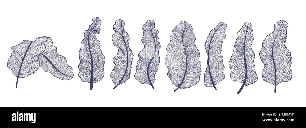 Collezione di foglie di banana in stile lineare. Set minimalista e alla moda di foglie di palma tropicali. Illustrazioni vettoriali di piante esotiche foglie isolare Illustrazione Vettoriale