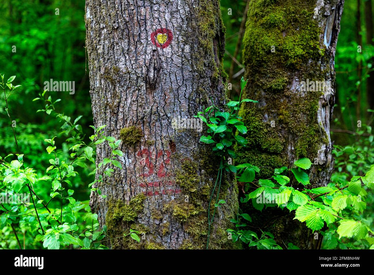 Sentiero rosso e giallo foresta sentiero segnavia un albero Foto Stock
